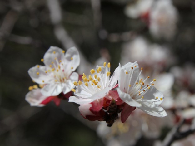 IMG_5125 resized for blog